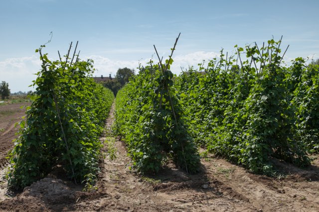 Cranberry Beans - Italy